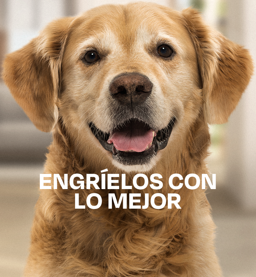 PARA LOS ENGREIDOS(SOLO CARGAR CODIGOS A LA COLECCION)
